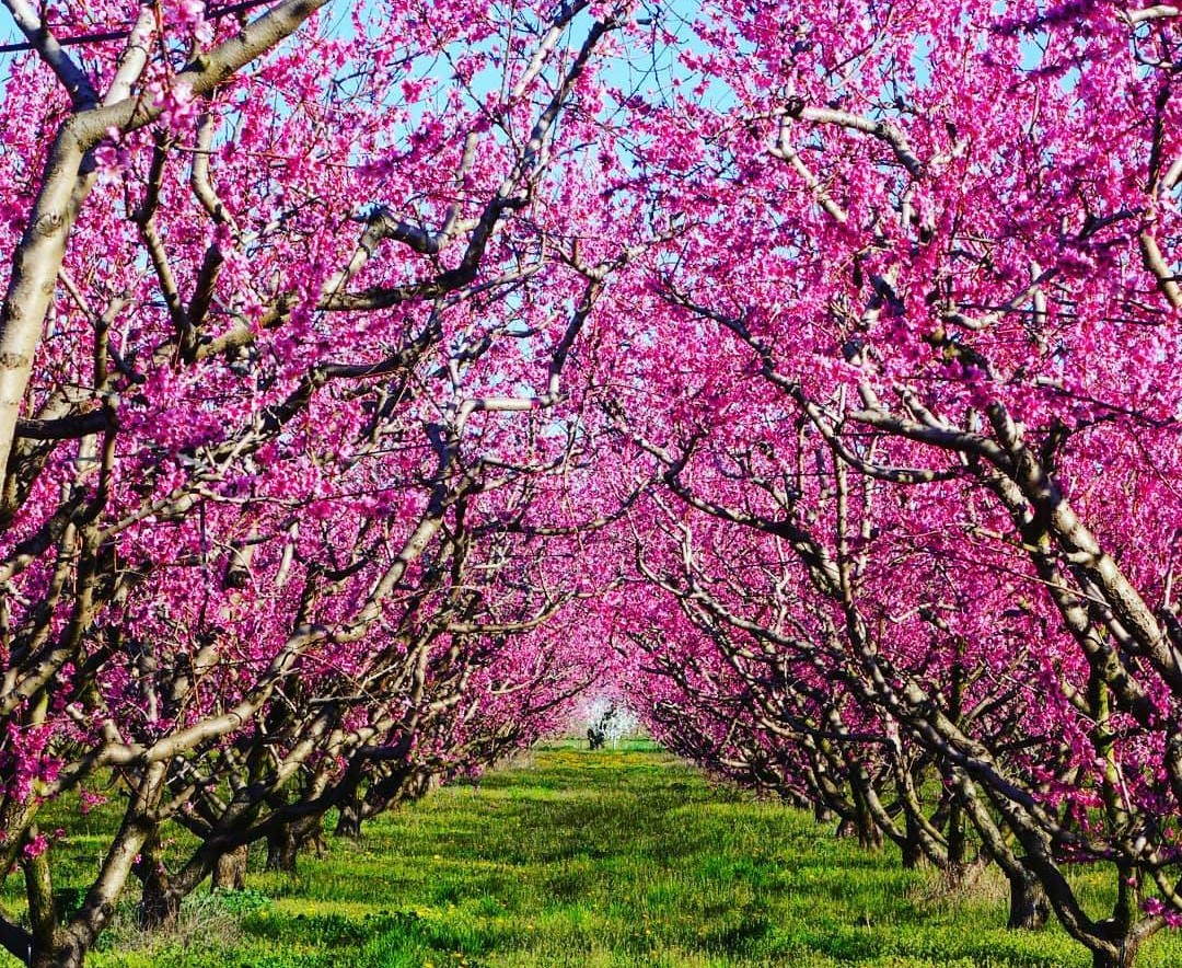 Blooming Cherry Blossoms in Veria – Greece’s Springtime Pink Paradise