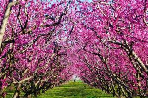 Blooming Cherry Blossoms in Veria – Greece’s Springtime Pink Paradise